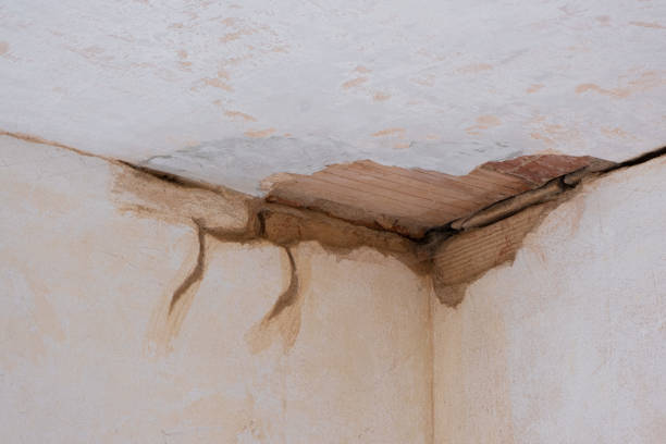Best Water damage contractors near me  in Webster, FL