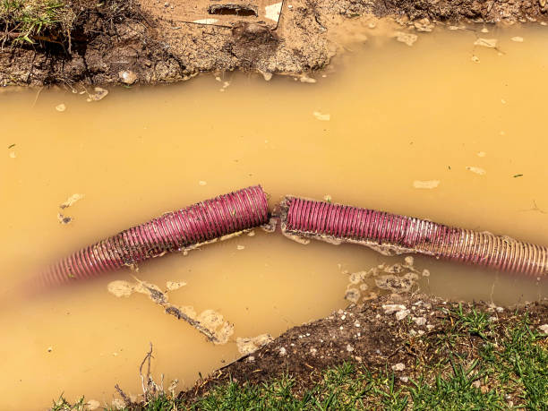 Best Water damage cleanup near me  in Webster, FL